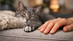 Prečo si mačka vyberie práve vás: signály dôvery, ktoré si všimnete doma