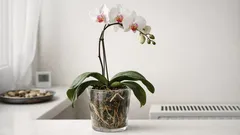 Ako zachrániť orchideu v zime: mäkké listy, suchý vzduch a zálievka bez chýb