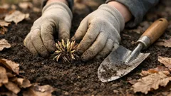 Čemerice v záhrade: kam ich vysadiť, aby kvitli dlho a spoľahlivo