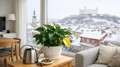 Prečo zamiokulkasu v zime žltnú listy a ako to rýchlo zastaviť